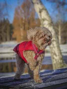 Young Cavapoo dog playing in the snow with a red cover in Ludvika City, Sweden Stock Photos