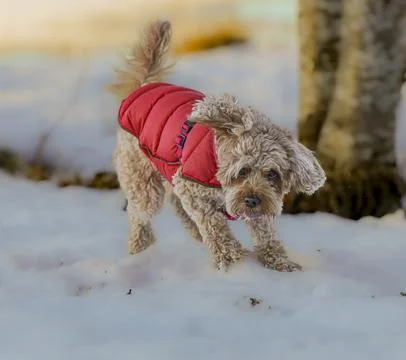 Young Cavapoo dog playing in the snow with a red cover in Ludvika City, Sweden Stock Photos