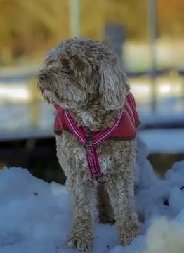 Young Cavapoo dog playing in the snow with a red cover in Ludvika City, Sweden Stock Photos