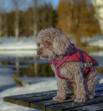 Young Cavapoo dog playing in the snow with a red cover in Ludvika City, Sweden Stock Photos