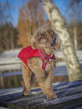 Young Cavapoo dog playing in the snow with a red cover in Ludvika City, Sweden Stock Photos