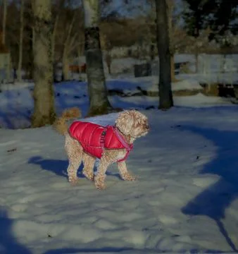 Young Cavapoo dog playing in the snow with a red cover in Ludvika City, Sweden Stock Photos