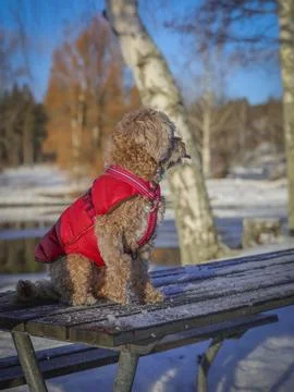 Young Cavapoo dog playing in the snow with a red cover in Ludvika City, Sweden Stock Photos