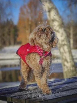 Young Cavapoo dog playing in the snow with a red cover in Ludvika City, Sweden Stock Photos