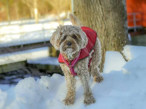 Young Cavapoo dog playing in the snow with a red cover in Ludvika City, Sweden Stock Photos
