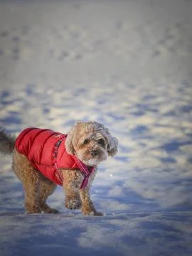 Young Cavapoo dog playing in the snow with a red cover in Ludvika City, Sweden Stock Photos