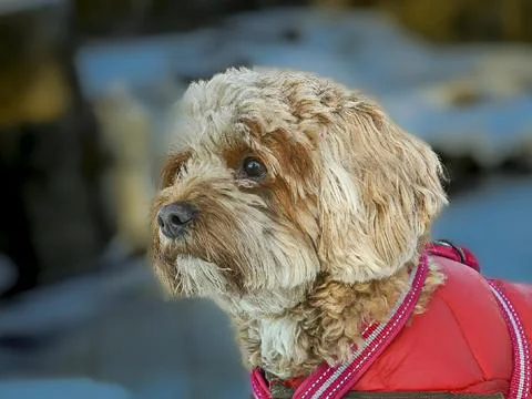Young Cavapoo dog playing in the snow with a red cover in Ludvika City, Sweden Stock Photos