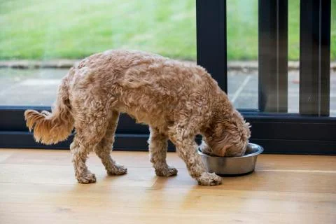 Young Cavapoo with fawn coat standing indoors, eating from metal bowl. 写真素材