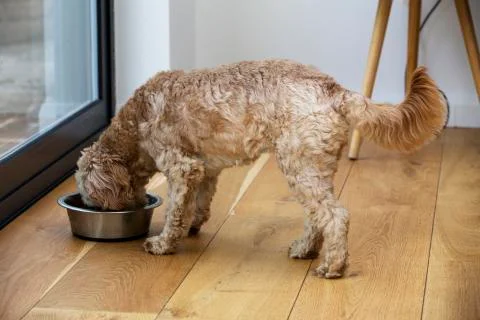 Young Cavapoo with fawn coat standing indoors, eating from metal bowl. 写真素材