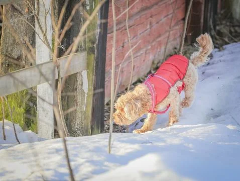 Young Cavapoo playing in the snow with a red cover in Ludvika City, Sweden Stock Photos