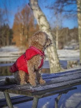 Young Cavapoo playing in the snow with a red cover in Ludvika City, Sweden Stock Photos