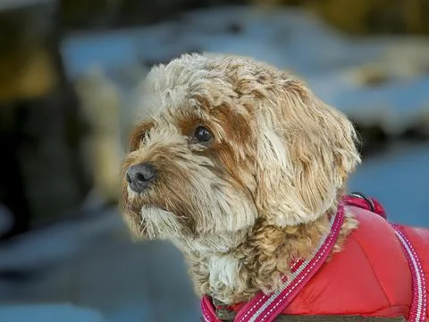 Young Cavapoo playing in the snow with a red cover in Ludvika City, Sweden Stock-Fotos