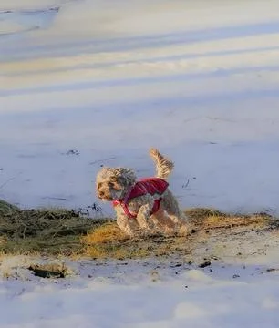 Young Cavapoo playing in the snow with a red cover in Ludvika City, Sweden Stock Photos