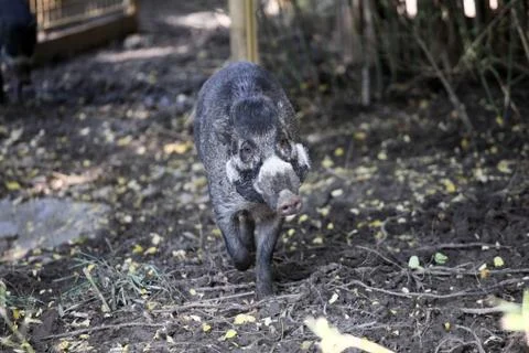 Young cebu pig Stock Photos