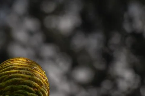 Young cedar cone in selective color against dark monochrome bokeh with dram.. Foto stock