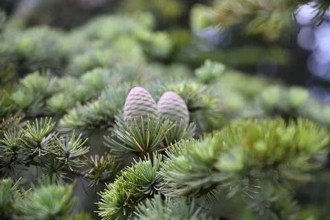Young Cedar Cones On Evergreen Branch With Selective Focus Stock Photos