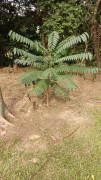 Young cedar tree in a forest clearing Stock Photos