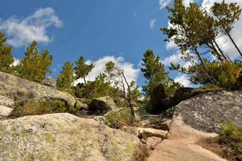 Young cedars and pines make their way through a scattering of large stones .. Stock Photos
