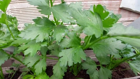 Young celery plants growing in pots close up Stock Footage 334237296