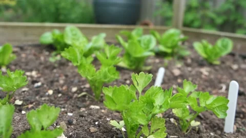 Young celery plants growing in soil in a home garden Stock Footage 202138390