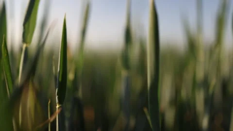 Young cereal leaves sway in evening light Stock-Footage 337941586