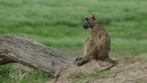 A young chacma baboon sits at the base of a fallen tree trunk and scanning his Vídeos de archivo 345142392