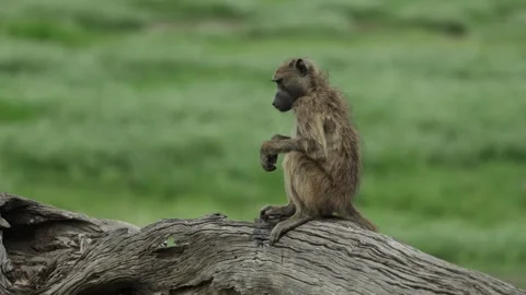 A young chacma baboon sits on a fallen tree trunk and scanning his surroundings. Vídeos de archivo 345141863