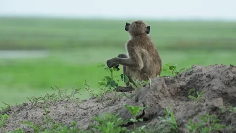 A young chacma baboon sits on a muddy hill feeding on some leaves, Chobe Stock-Footage 345142077