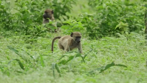 A young chacma baboon walks through lush green grass while searching for food Vídeos de archivo 345141739