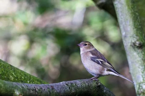 Young Chaffinch on a branch Stock Photos