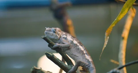 Young chameleon looks around while on branch Video stock 105369823