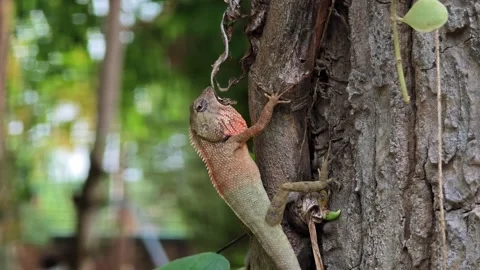 Young chameleon on tree branch. Stock Footage 309023262