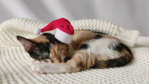 A young, charming tricolor cat in a red cap santa's is sleeping on a blanket Stock Footage 166409895