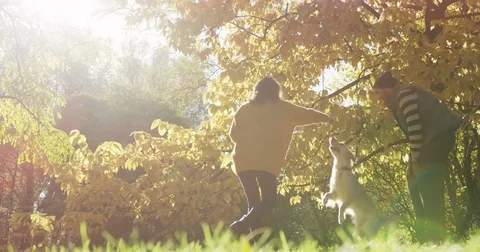 Young cheerful couple having fun and playing with a jumping white labrador in Stock Footage 82511841