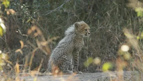 A young cheetah cub Stock Footage 11400251
