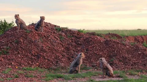 Young cheetah cubs playfully interacting on sun warmed termite mound, Stock Footage 345760049