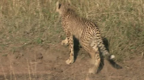 Young cheetah in grass Stock Footage 22784525