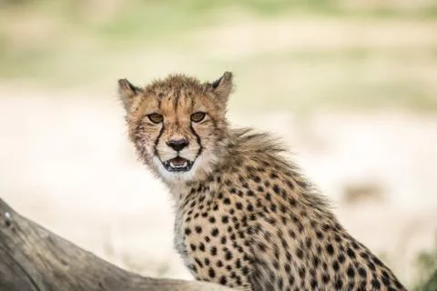 Young Cheetah starring at the camera. Stock Photos