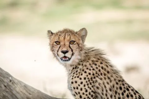 Young Cheetah starring at the camera. Stock Photos