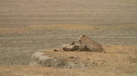 Young Cheetahs Stock Footage 12349029