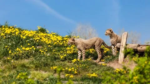 Young cheetahs Stock Photos