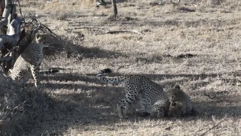 Young Cheetahs Play 動画素材 70606990
