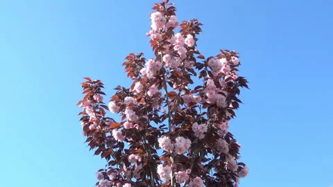 Young cherry blossom tree in 4K Stock Footage 231409423