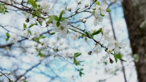 Young cherry blossoms on the branches are waving Stock Footage 130247447