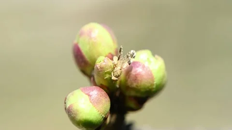 Young cherry buds sway in the wind. Fruit fly (Drosophila) close-up. Stock Footage 194435860