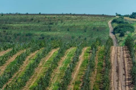 Young cherry orchard. rows of young trees , summer Stock Photos