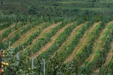 Young cherry orchard. rows of young trees , summer Stock Photos