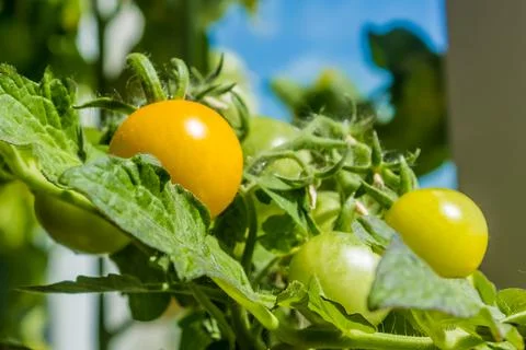 Young cherry tomato seedling on window close up Stock Photos