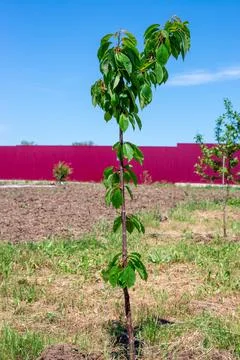Young cherry tree sapling in the garden. Planting and caring for plants in th Stock Photos