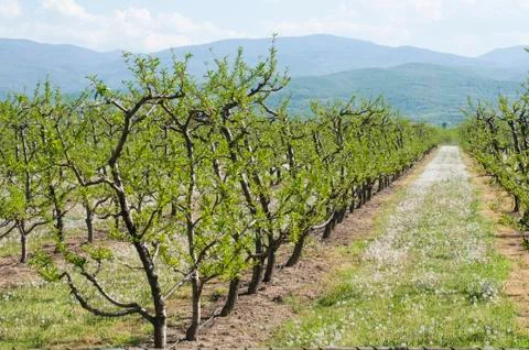 Young cherry trees Stock Photos